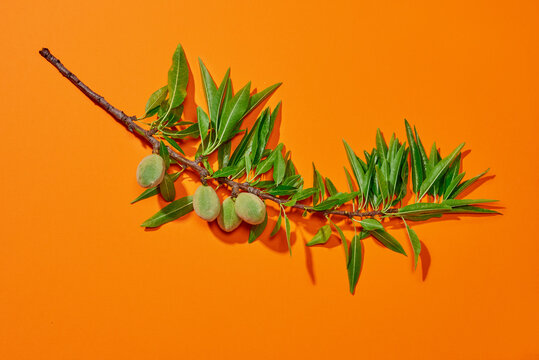 branch of almond tree on an orange background