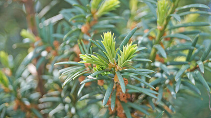 Juniper branch with thin short green needles in the park on a sunny spring day