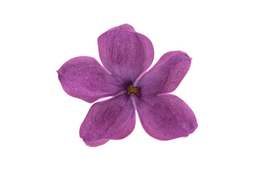 Naklejka na ściany i meble lilac flower isolated