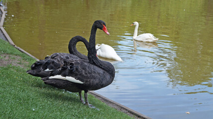 Fototapeta premium Swans with black and white feathers swim on the lake on a sunny summer day