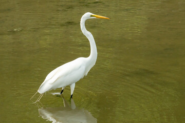 Great Egret wades in shallow waters of the tidal marsh and mud banks along the eastern Atlantic seaboard and ocean beach coast.