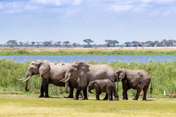 Elephant family in Amboseli National Park, Kenya