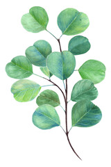 Fototapeta premium Leaves. Decorative composition on a white background. Floral motifs. Use printed materials, signs, items, websites, maps, posters, postcards, packaging.