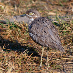 Spotted Thick-Knee (Cursorius temminckii) in Botswana, Africa