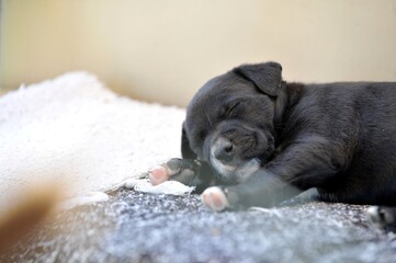 strong healthy black mixed breed puppy sleeping