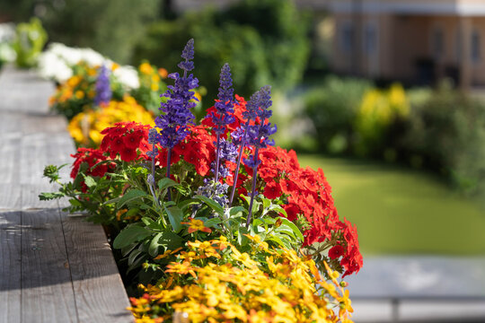 Bienenfreundliche Balkonblumen