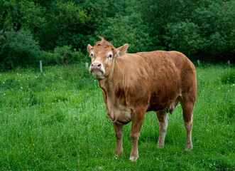 Naklejka na ściany i meble braune Kuh auf der Weide