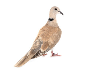 African collared dove
