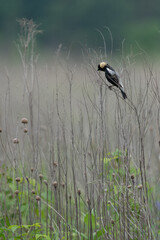 Bobolink on Grass Stalk