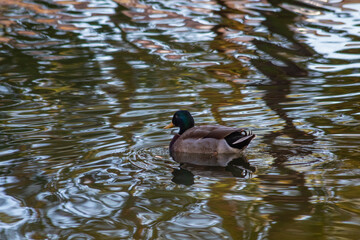 Male Mallard Duck Swimming in Lake with Woodland Reflection, Orlando, Florida