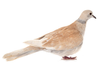 African collared dove