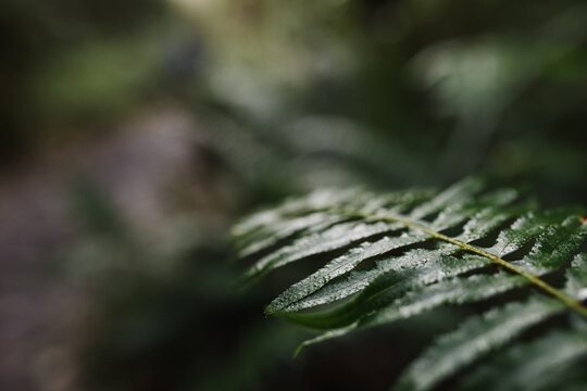 Wet fern in woods.