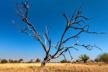 African bush in the Okavango Delta - Botswana