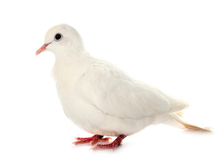 African collared dove