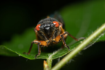 Cicada Macro Shot