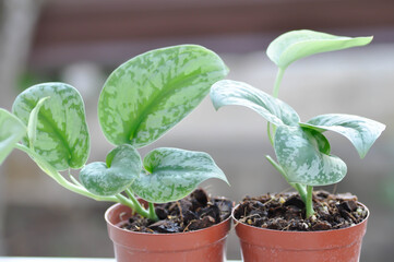 Satin Pothos, Silver hilodendron or Scindapsus pictus Hassk or Argyreus