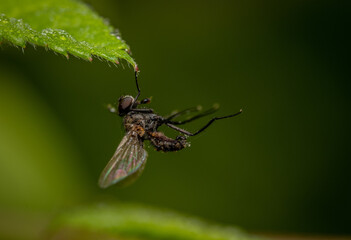 Fly Caught on a Leaf