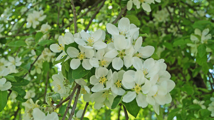 A branch of an apple tree with delicate white flowers and a yellow center on a tree on a spring sunny day