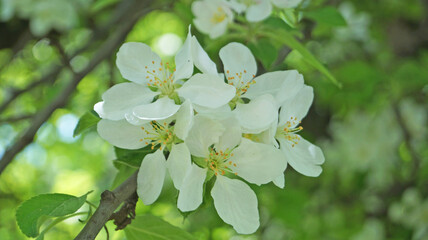 A branch of an apple tree with delicate white flowers and a yellow center on a tree on a spring sunny day