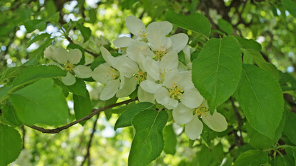 Obraz premium A branch of an apple tree with delicate white flowers and a yellow center on a tree on a spring sunny day
