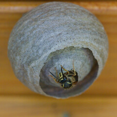 Eine Wespe kommt aus ihrem Nest