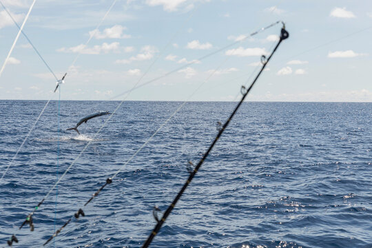 Sailfish Jumping out of Water on Sportfishing trip