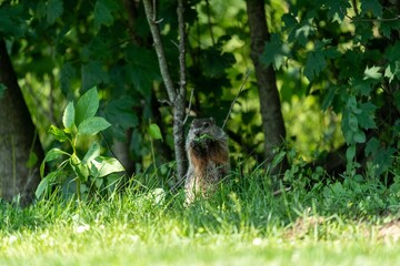 Groundhog Eating Leaves