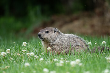 Naklejka na ściany i meble Groundhog in the Lawn