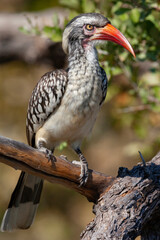 Red-billed Hornbill - Botswana - Africa