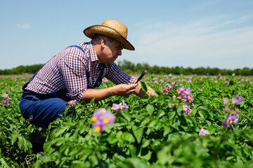 Farmer Inspecting Potato Crop In Field.