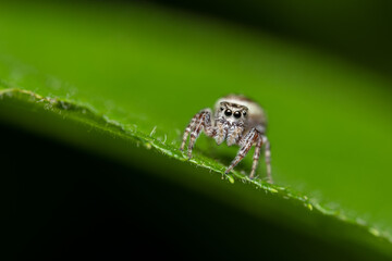 Jumping Spider on a Leaf