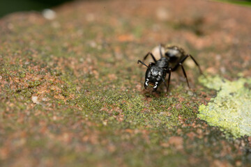 Macro Ant Face