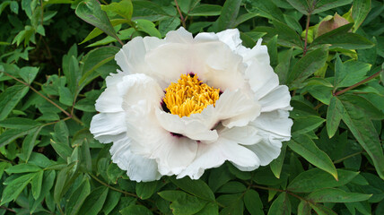 A flower and a bud of a tree-like peony with delicate white petals and a dark pink and yellow center on the bush