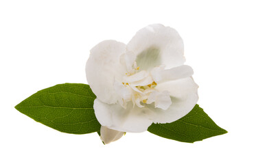Obraz premium jasmine flower isolated