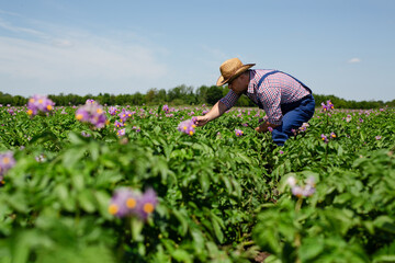 Farmer Inspecting Potato Crop In Field.