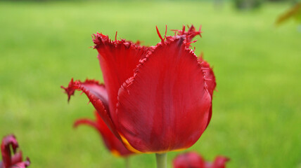 Fototapeta premium Tulip flower with delicate red, yellow, white, pink and lilac petals in a meadow on a spring sunny day