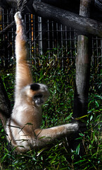 Red-cheeked gibbon in its enclosure. Latin name - Nomascus gabriellae	