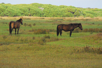 Naklejka na ściany i meble Africa- Close Up of Wild Horses in the Rooisands Nature Reserve