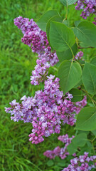 Lilac branch with purple delicate flowers and leaves on a bush on a spring sunny day