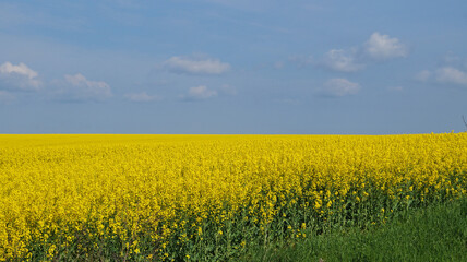 Obraz premium Rape field with bright yellow flowers under blue sky and white clouds on a spring sunny day