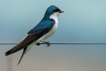 Tree Swallow Perched on Wire