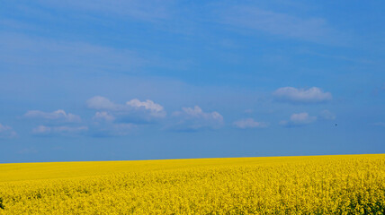 Rape field with bright yellow flowers under blue sky and white clouds on a spring sunny day - Powered by Adobe