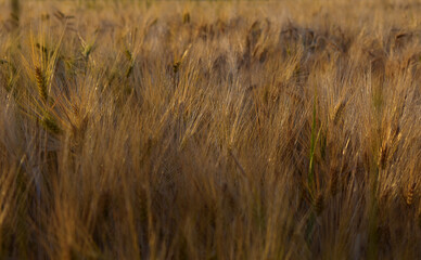 Gerstenfeld, Weizenfeld im Abendlicht reifend mit langen Grannen bei Sonnenuntergang