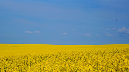 Obraz premium Rape field with bright yellow flowers under blue sky and white clouds on a spring sunny day