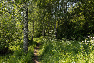 Fototapeta na wymiar A path leading through the park on a sunny day