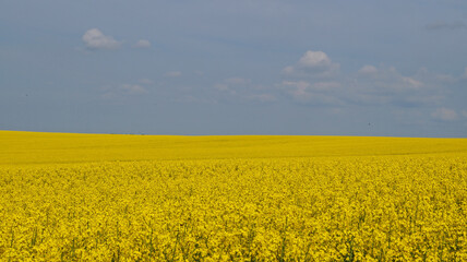 Rape field with bright yellow flowers under blue sky and white clouds on a spring sunny day