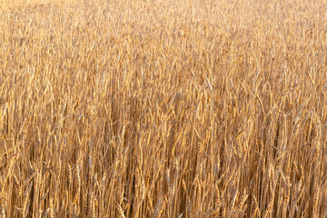 Grain field as a background.
