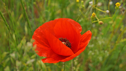 Field of red poppies and wildflowers under blue sky with white clouds on a sunny spring day