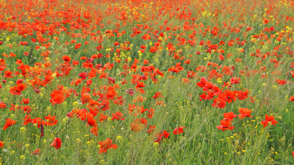 Fototapeta premium Field of red poppies and wildflowers under blue sky with white clouds on a sunny spring day