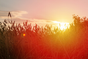 Ears of barley as an agricultural background.